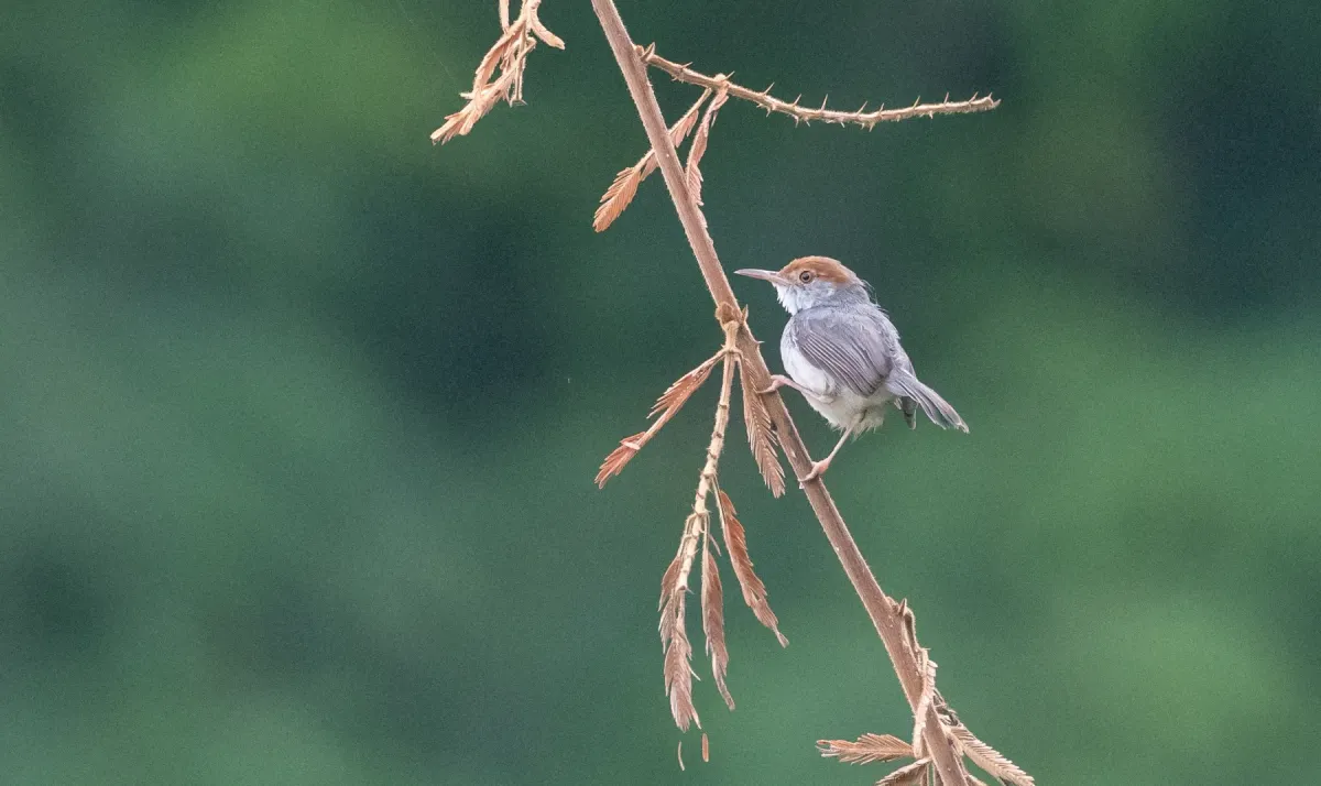 File:Orthotomus chaktomuk - Forest Botial-Jarvis - 182041545.jpeg