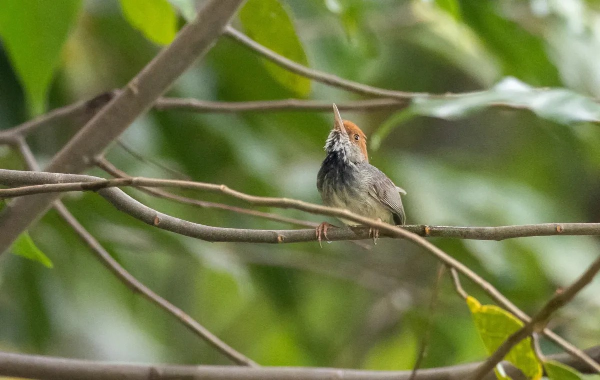 File:Orthotomus chaktomuk - Forest Botial-Jarvis - 182041821.jpeg