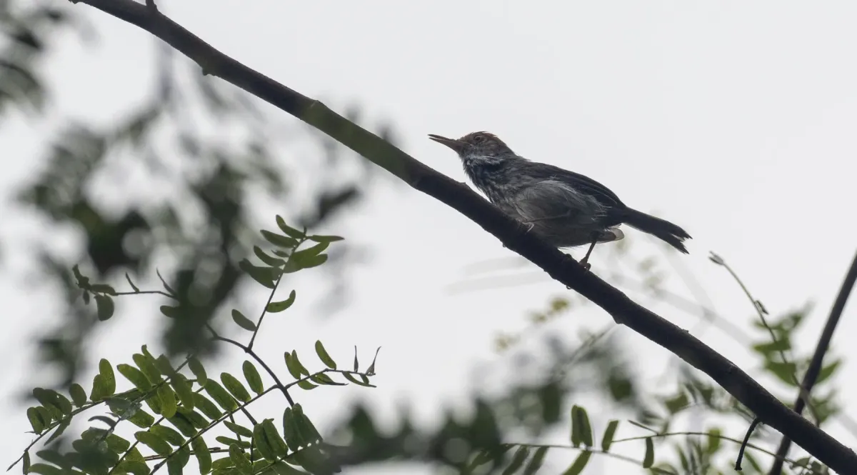 File:Orthotomus chaktomuk - Forest Botial-Jarvis - 247472255.jpeg