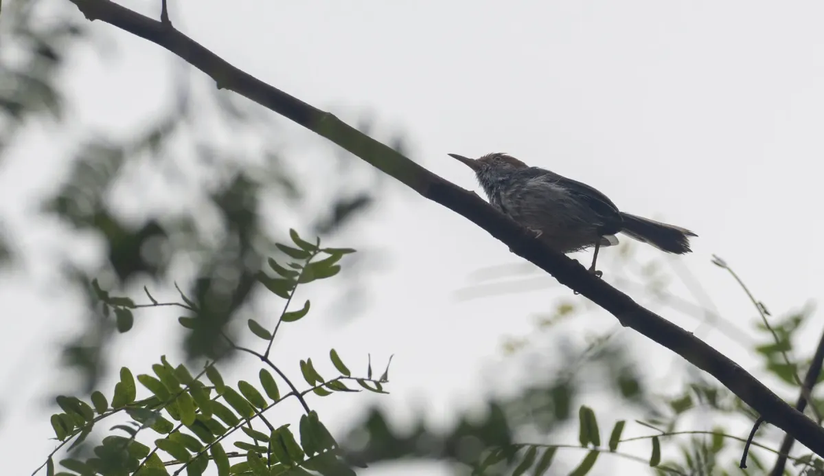 File:Orthotomus chaktomuk - Forest Botial-Jarvis - 247472262.jpeg