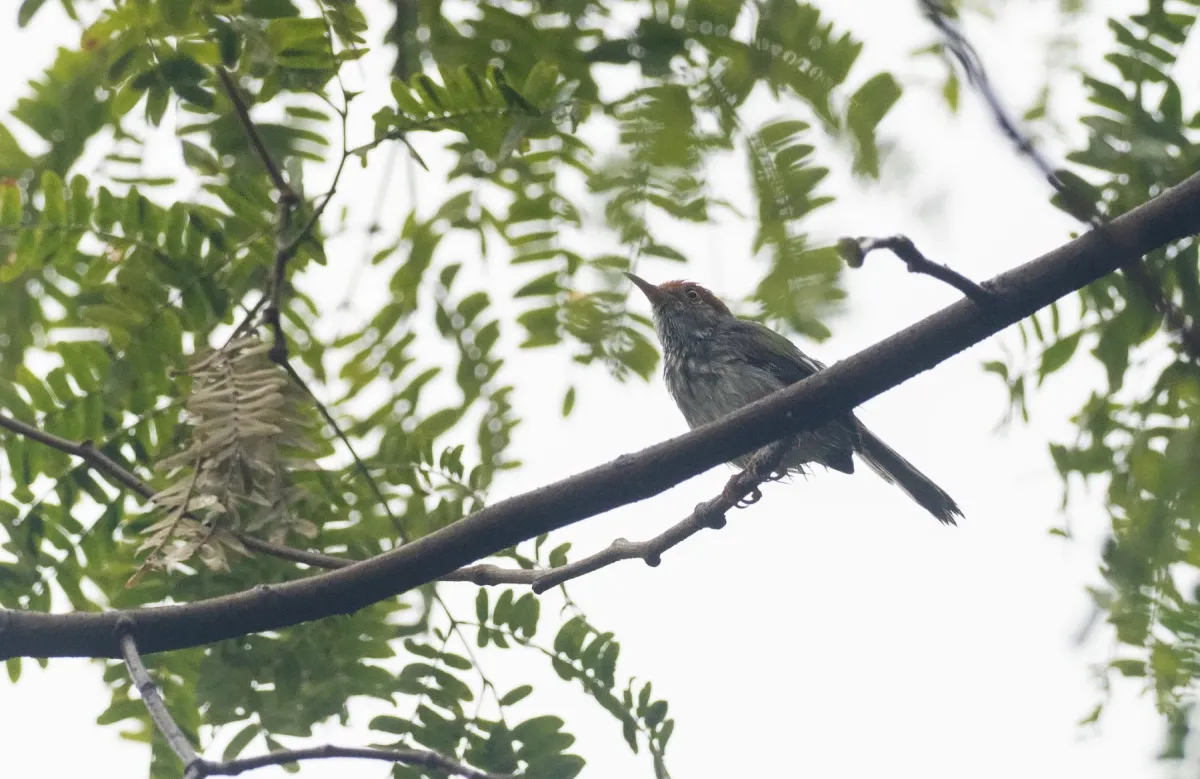 File:Orthotomus chaktomuk - Forest Botial-Jarvis - 247472266.jpeg