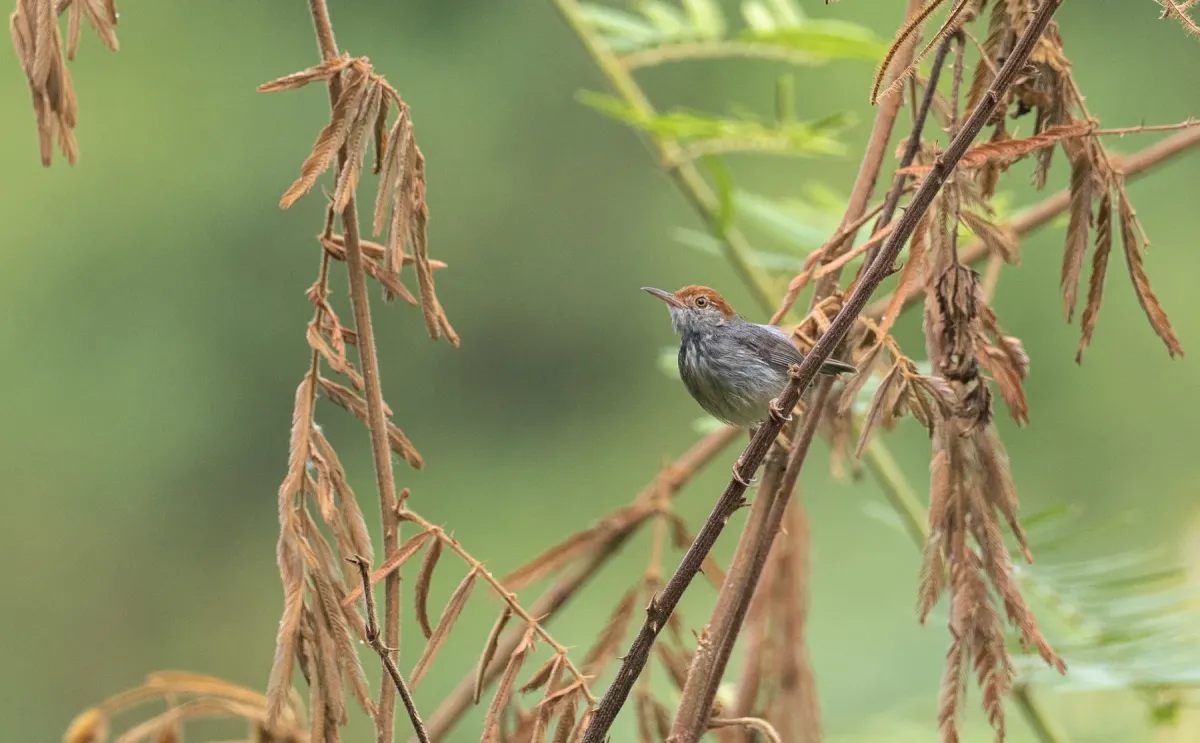 File:Orthotomus chaktomuk - Forest Botial-Jarvis - 182041839.jpeg