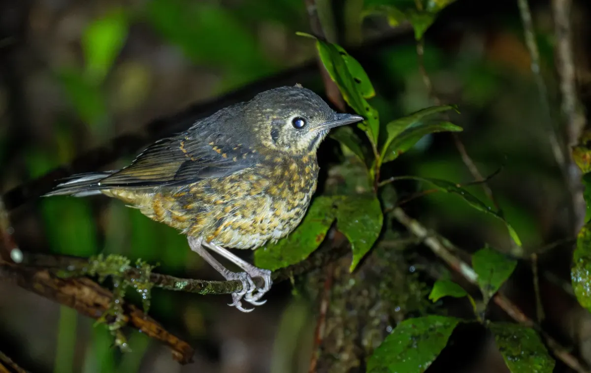 File:Zoothera everetti - Forest Botial-Jarvis - 296279353.jpeg