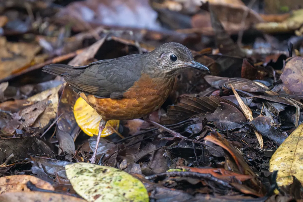 File:Zoothera everetti - Forest Botial-Jarvis - 296278254.jpeg