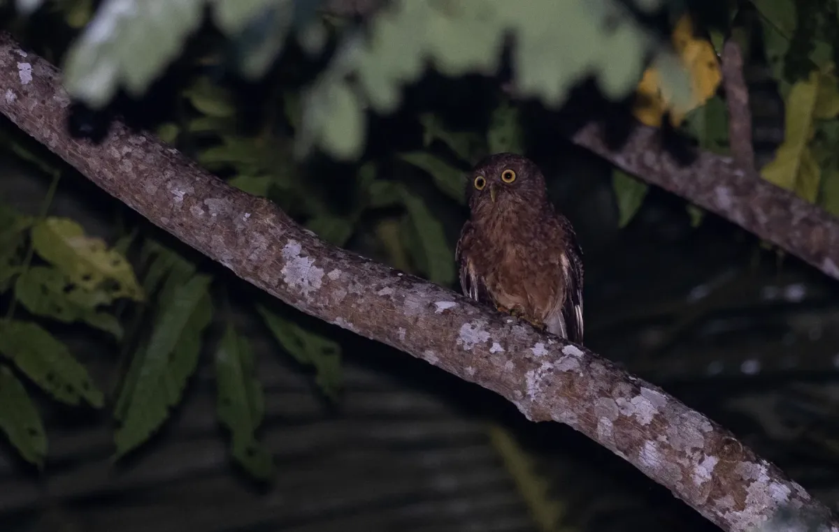 File:Ninox spilonotus - Forest Botial-Jarvis - 198783233.jpeg