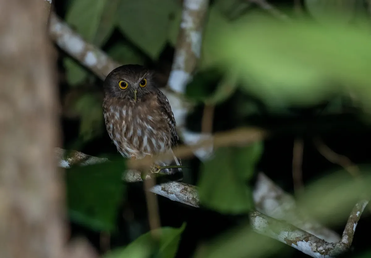 File:Ninox philippensis - Forest Botial-Jarvis - 178529739.jpeg