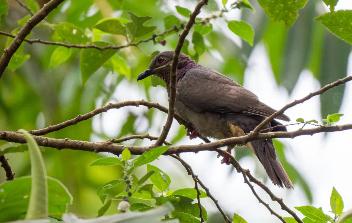 File:Phapitreron amethystinus - Forest Botial-Jarvis - 318936859.jpeg