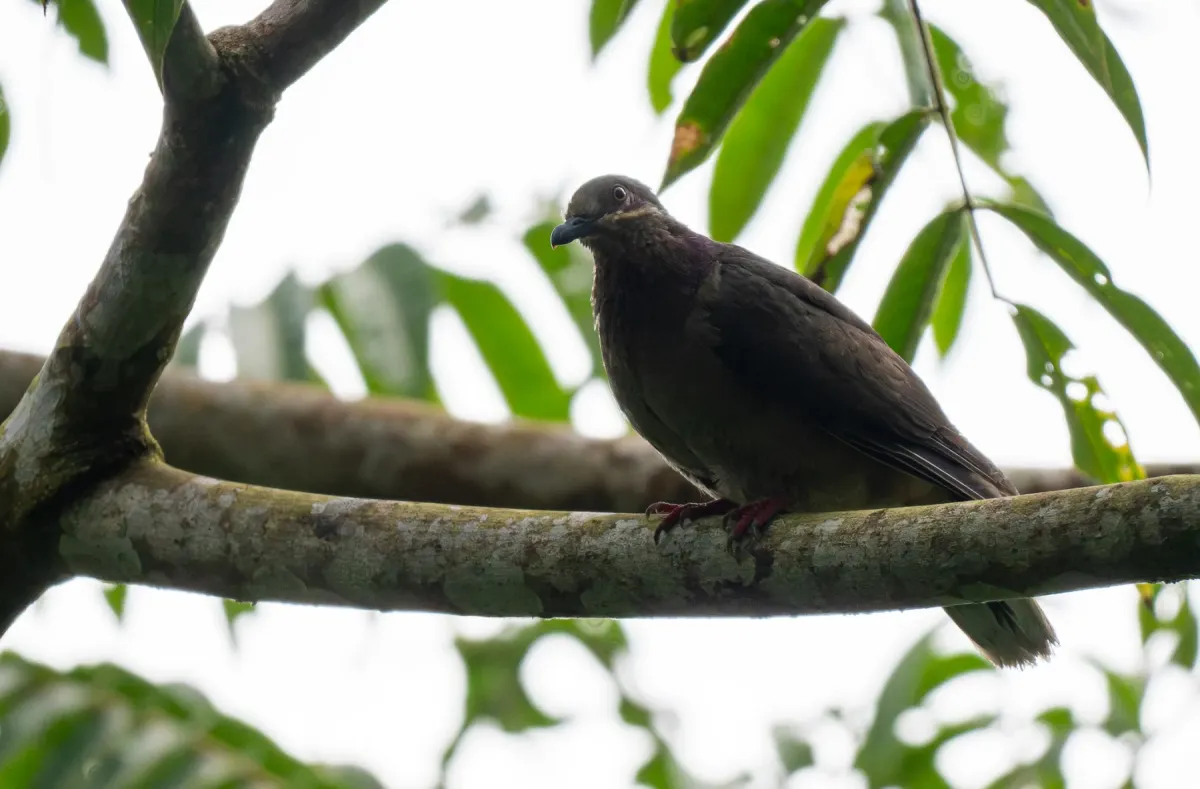 File:Phapitreron amethystinus - Forest Botial-Jarvis - 318936881.jpeg