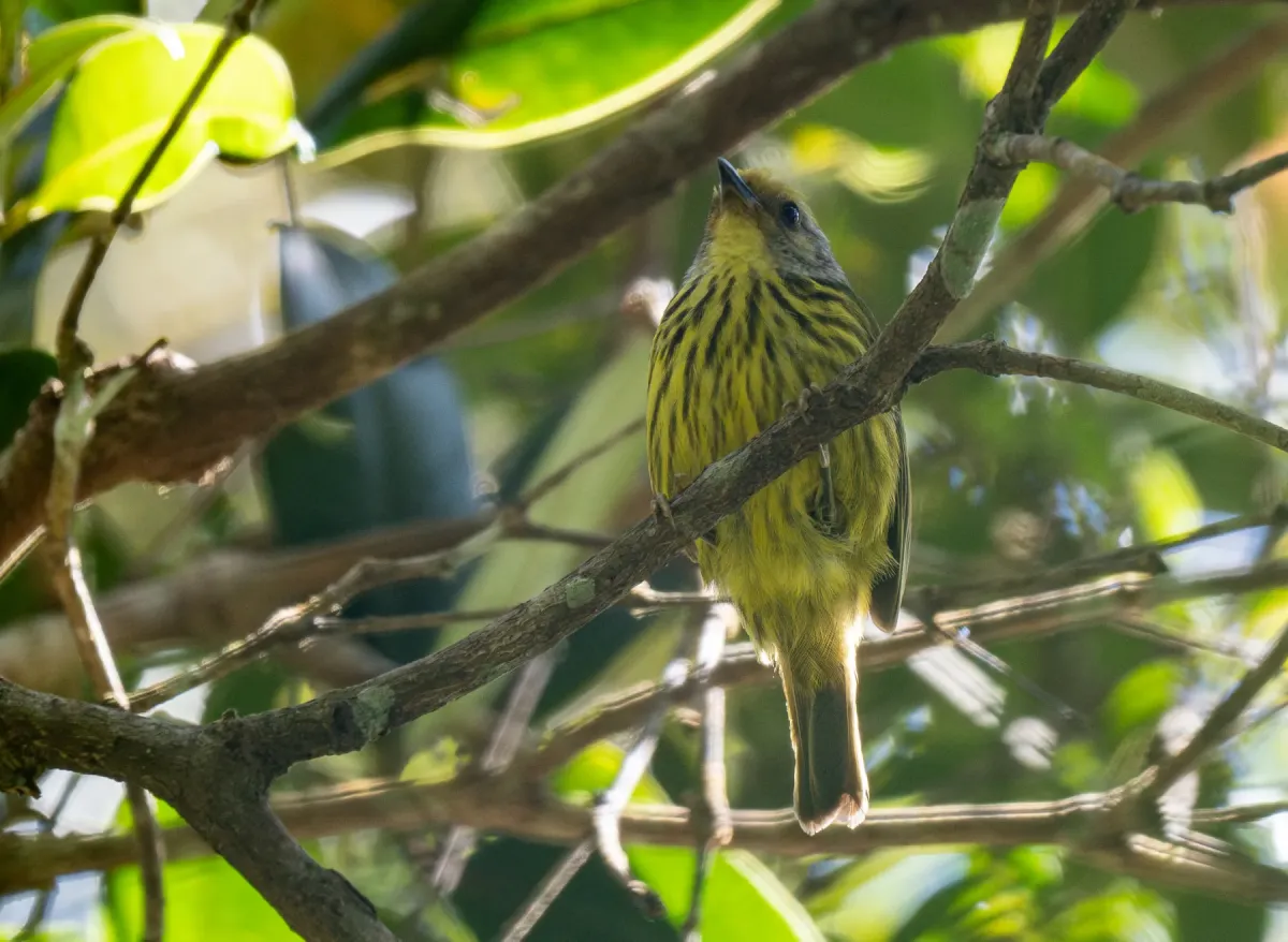 File:Zosterornis hypogrammicus - Forest Botial-Jarvis - 276219925.jpeg