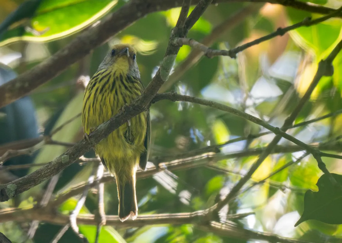 File:Zosterornis hypogrammicus - Forest Botial-Jarvis - 276219924.jpeg