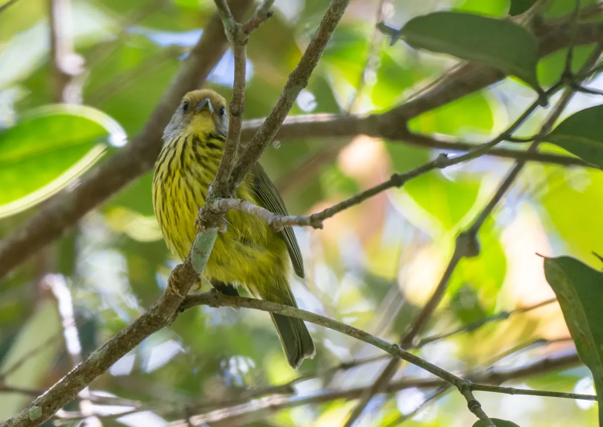 File:Zosterornis hypogrammicus - Forest Botial-Jarvis - 276220013.jpeg