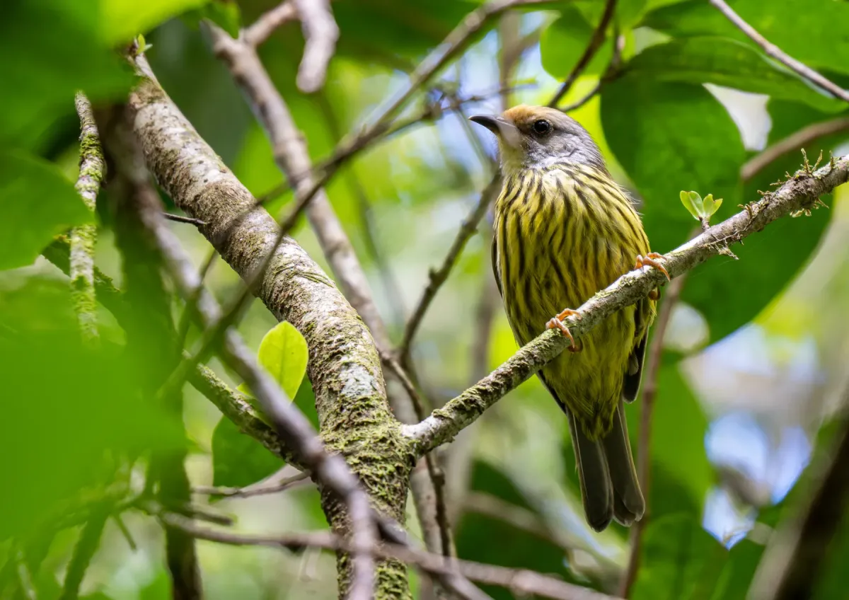 File:Zosterornis hypogrammicus - Forest Botial-Jarvis - 276220474.jpeg