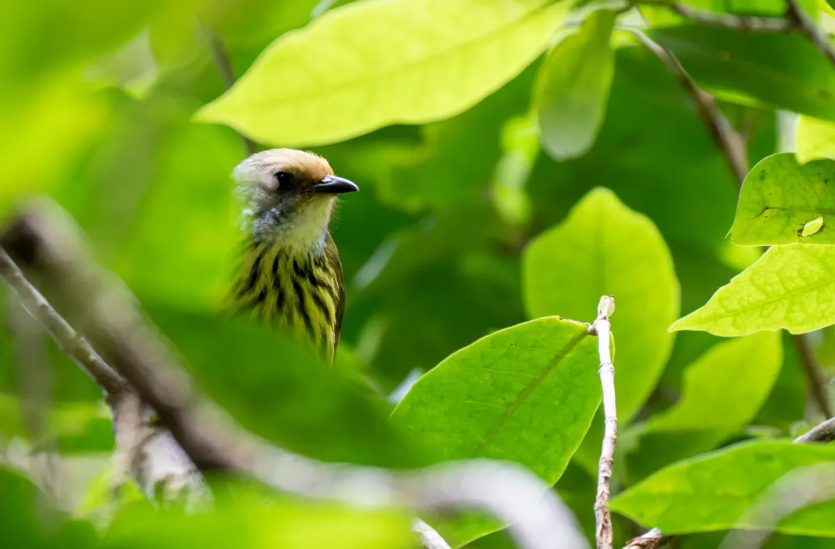 File:Zosterornis hypogrammicus - Forest Botial-Jarvis - 276220455.jpeg