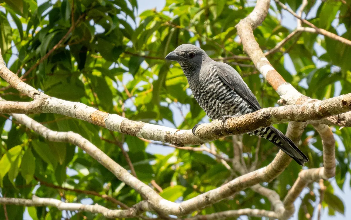 File:Coracina panayensis - Forest Botial-Jarvis - 316279267.jpeg