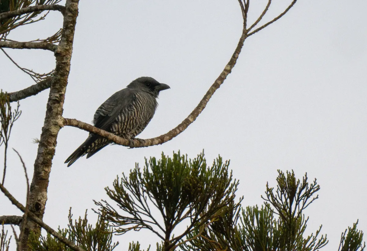 File:Coracina panayensis - Forest Botial-Jarvis - 316278069.jpeg