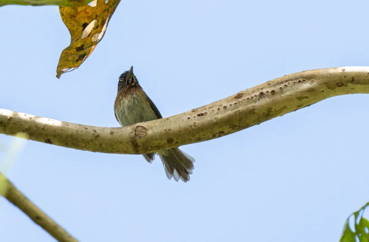 File:Dasycrotapha plateni - Forest Botial-Jarvis - 270924312.jpeg