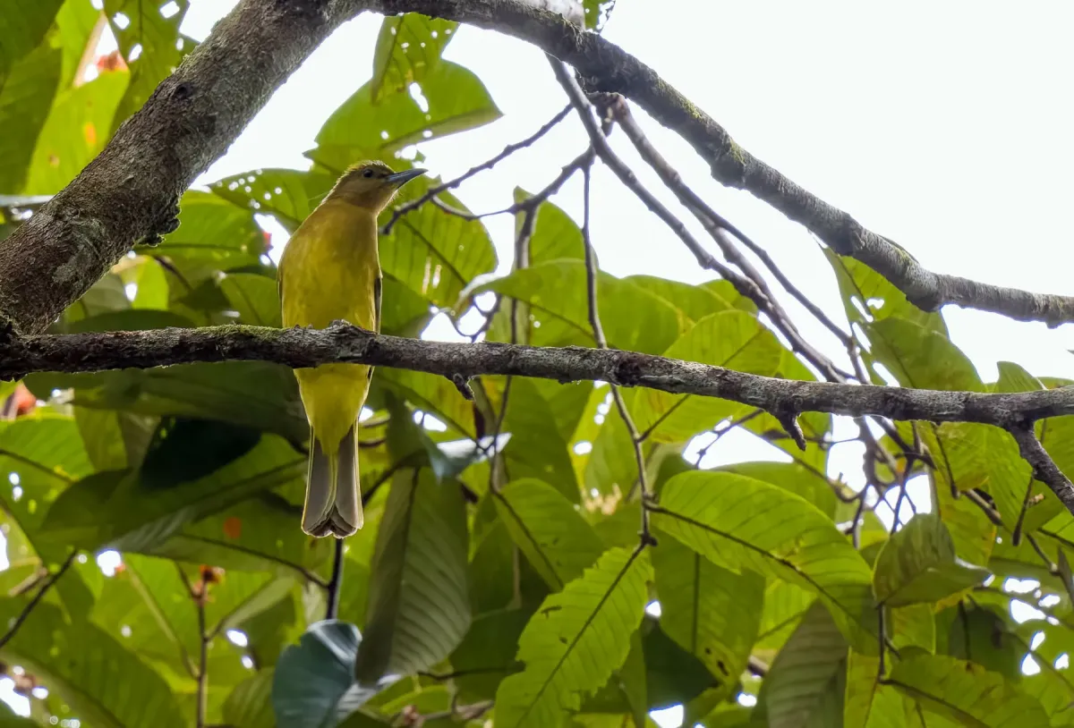 File:Hypsipetes everetti - Forest Botial-Jarvis - 263836774.jpeg