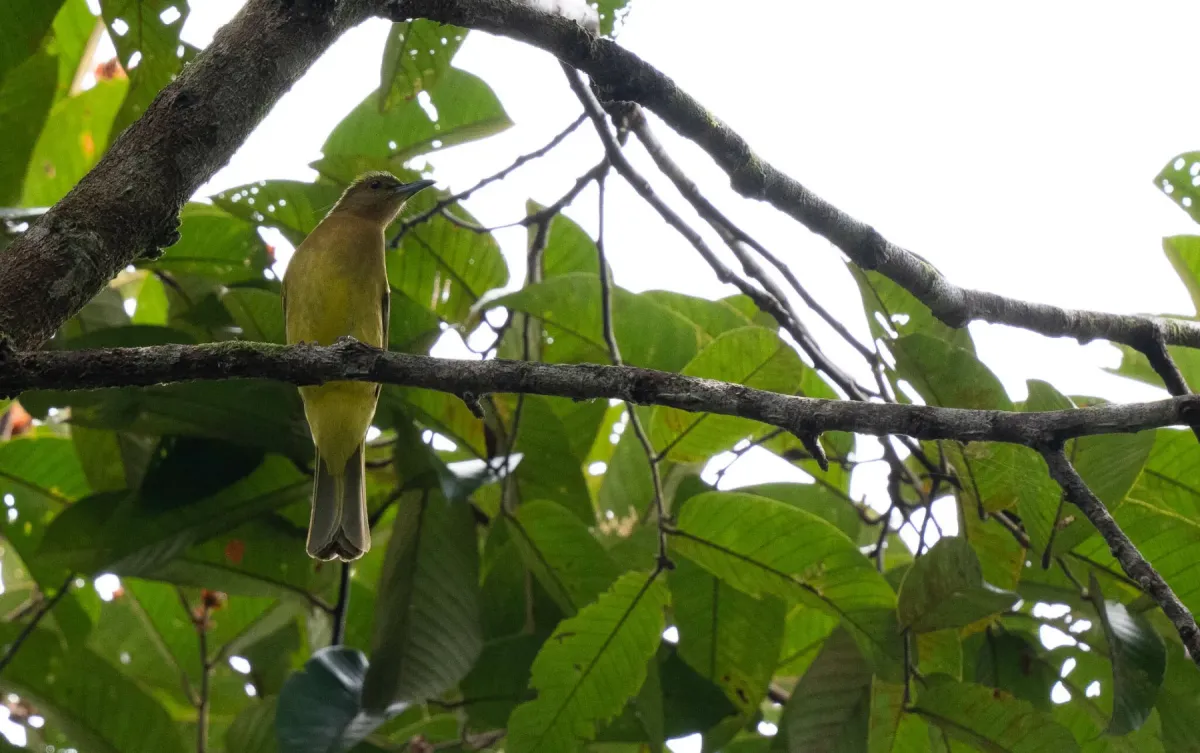 File:Hypsipetes everetti - Forest Botial-Jarvis - 263836782.jpeg