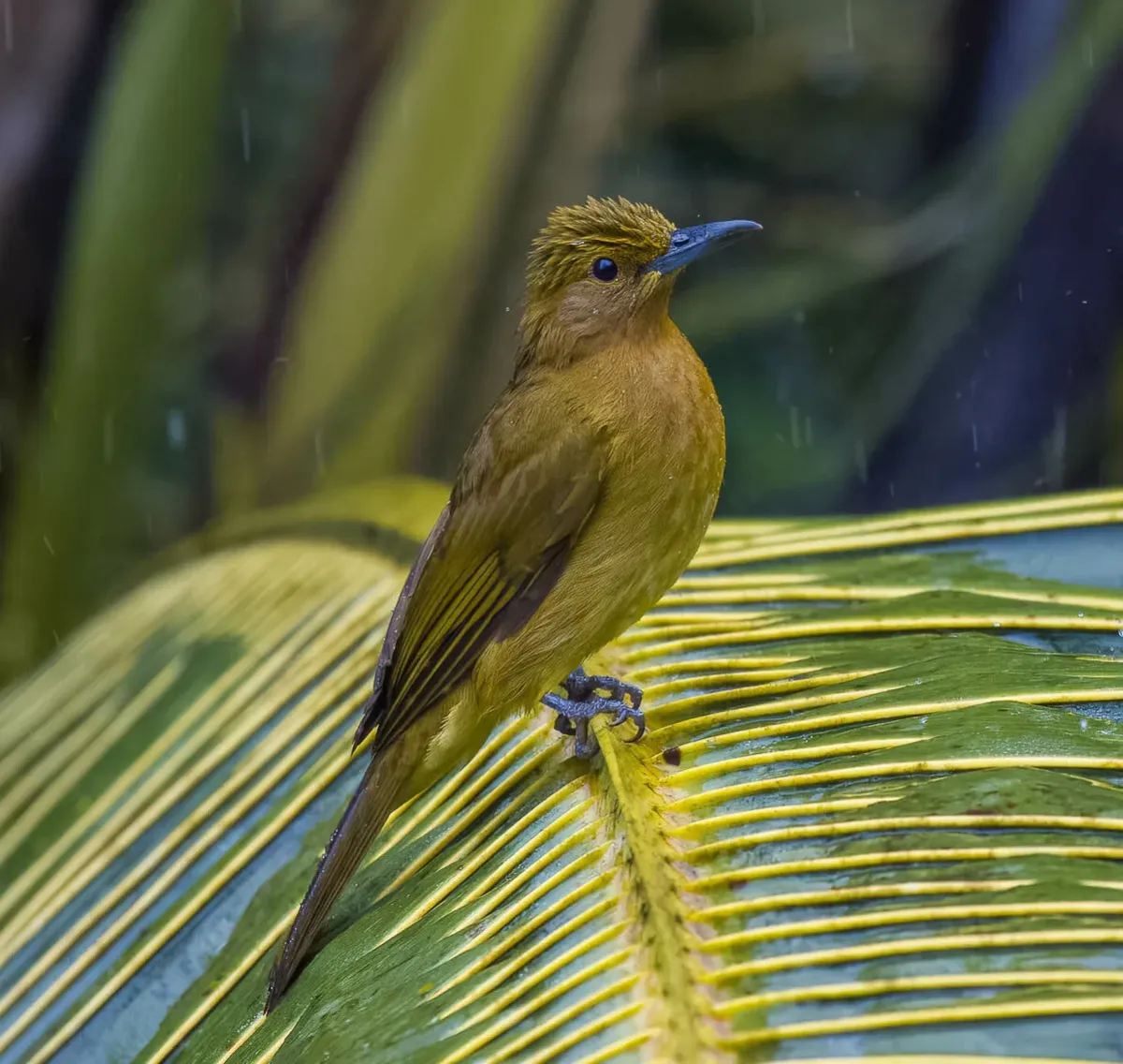 File:Hypsipetes everetti - Forest Botial-Jarvis - 263837130 (cropped).jpeg