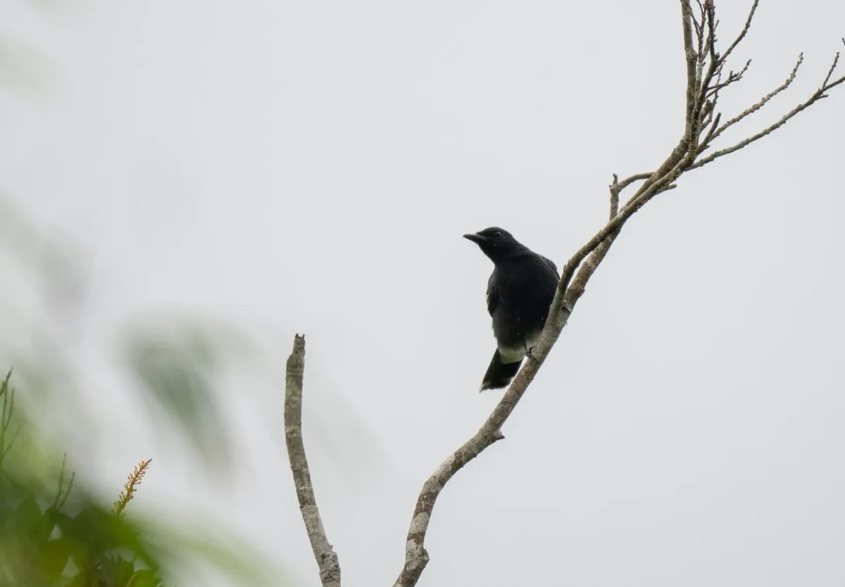 File:Edolisoma ostentum - Forest Botial-Jarvis - 316277243.jpeg