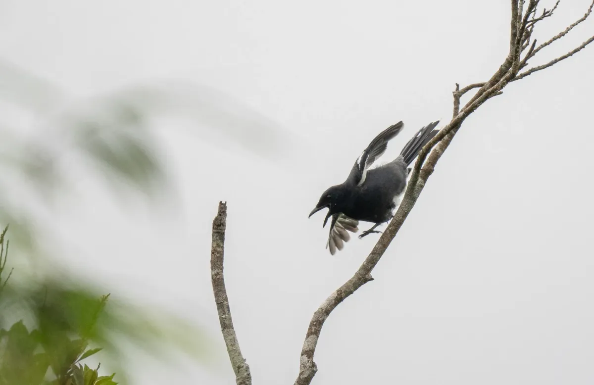 File:Edolisoma ostentum - Forest Botial-Jarvis - 316277280.jpeg