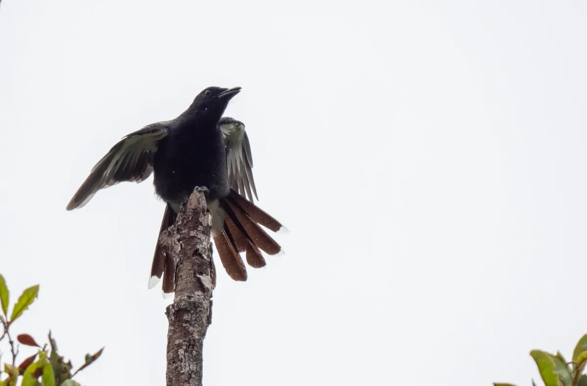 File:Edolisoma ostentum - Forest Botial-Jarvis - 316277272.jpeg