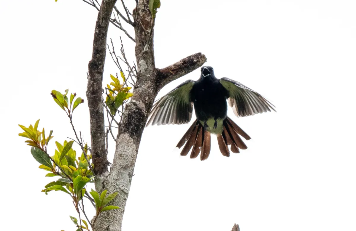 File:Edolisoma ostentum - Forest Botial-Jarvis - 316277297.jpeg