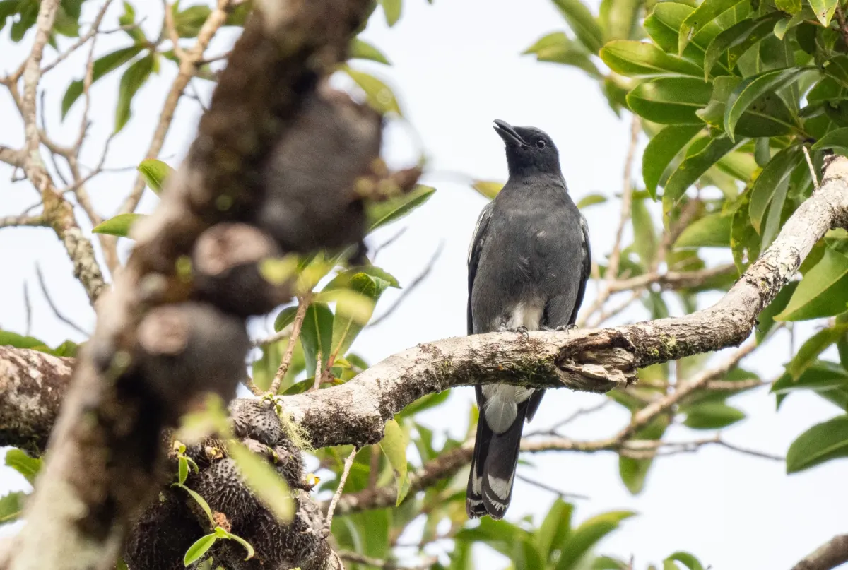 File:Edolisoma ostentum - Forest Botial-Jarvis - 316279240.jpeg