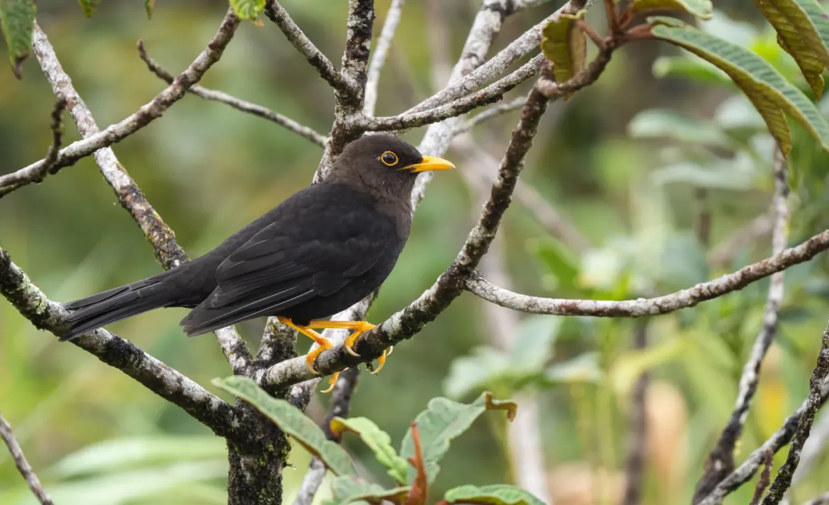 File:Turdus thomassoni - Forest Botial-Jarvis - 252853129.jpeg