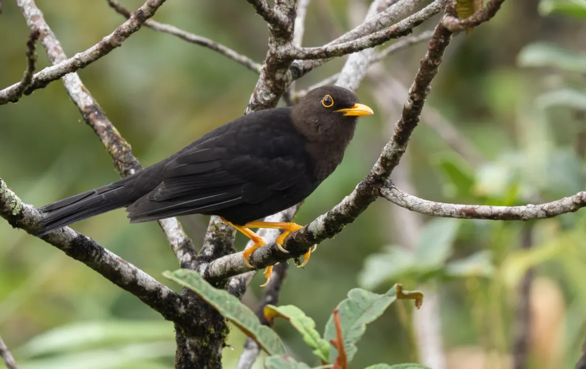File:Turdus thomassoni - Forest Botial-Jarvis - 252853146.jpeg