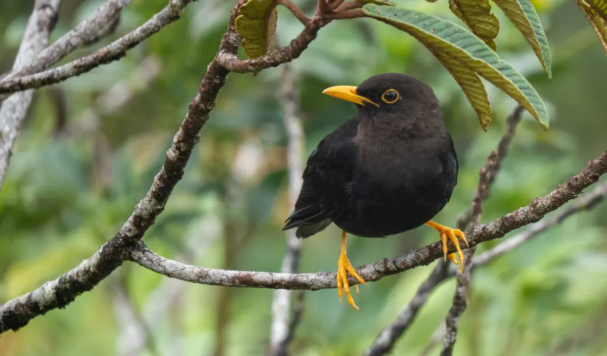 File:Turdus thomassoni - Forest Botial-Jarvis - 252853152.jpeg