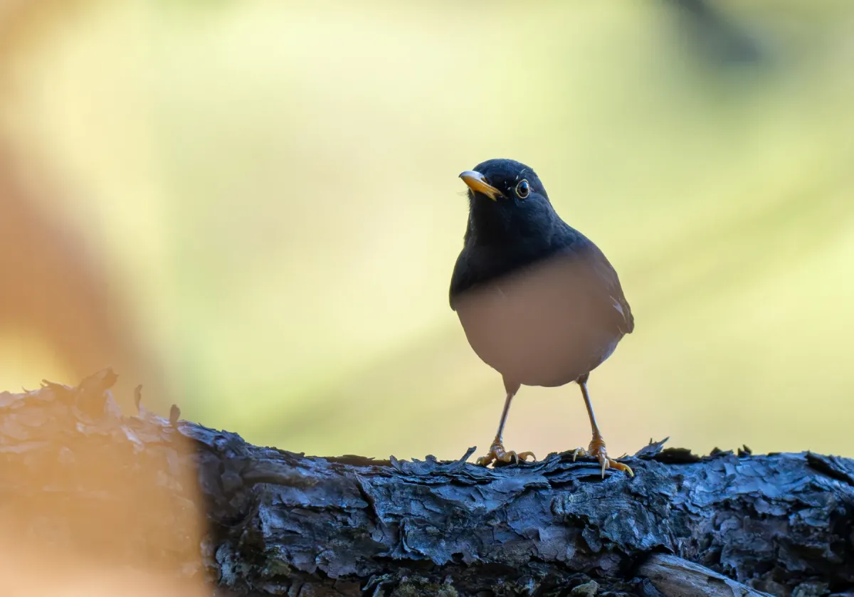 File:Turdus thomassoni - Forest Botial-Jarvis - 344618810.jpeg