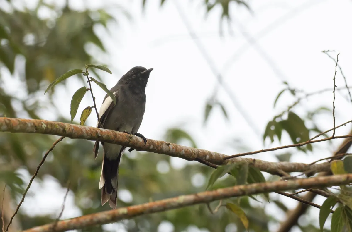 File:Malindangia mcgregori - Forest Botial-Jarvis - 228538368.jpeg