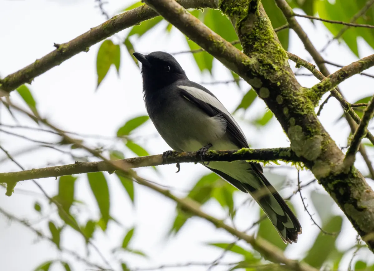 File:Malindangia mcgregori - Forest Botial-Jarvis - 269726046.jpeg