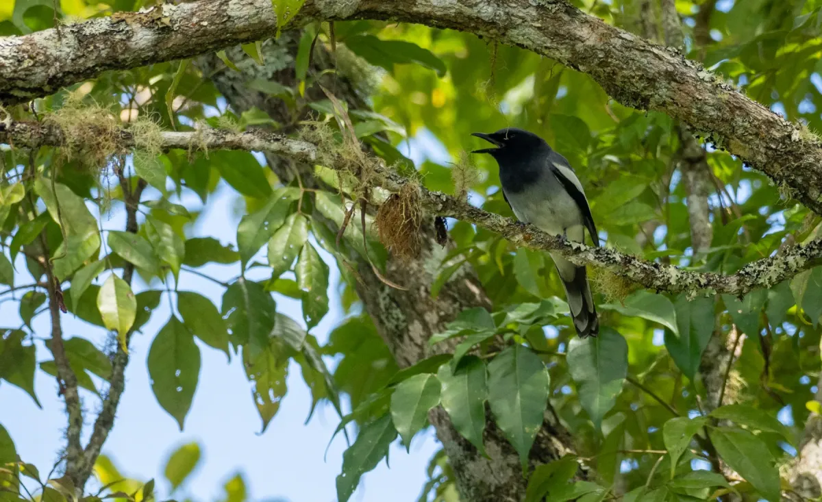 File:Malindangia mcgregori - Forest Botial-Jarvis - 232768887.jpeg