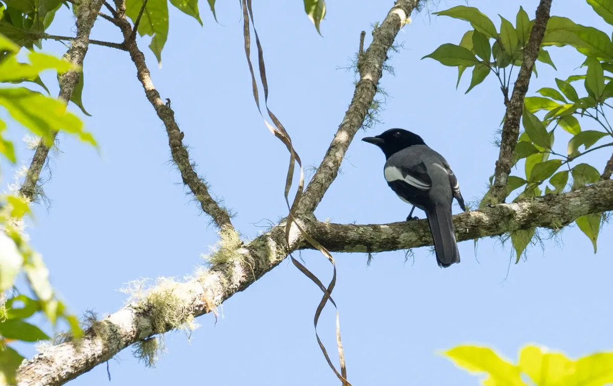 File:Malindangia mcgregori - Forest Botial-Jarvis - 232768896.jpeg