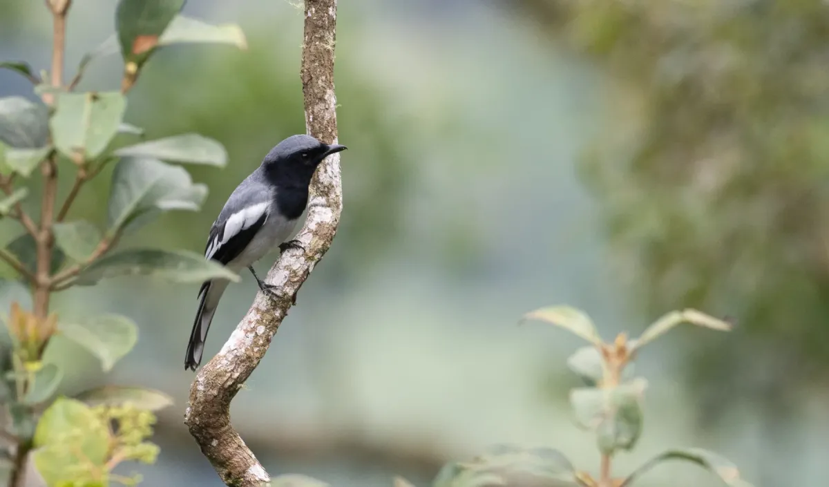 File:Malindangia mcgregori - Forest Botial-Jarvis - 218400014.jpeg