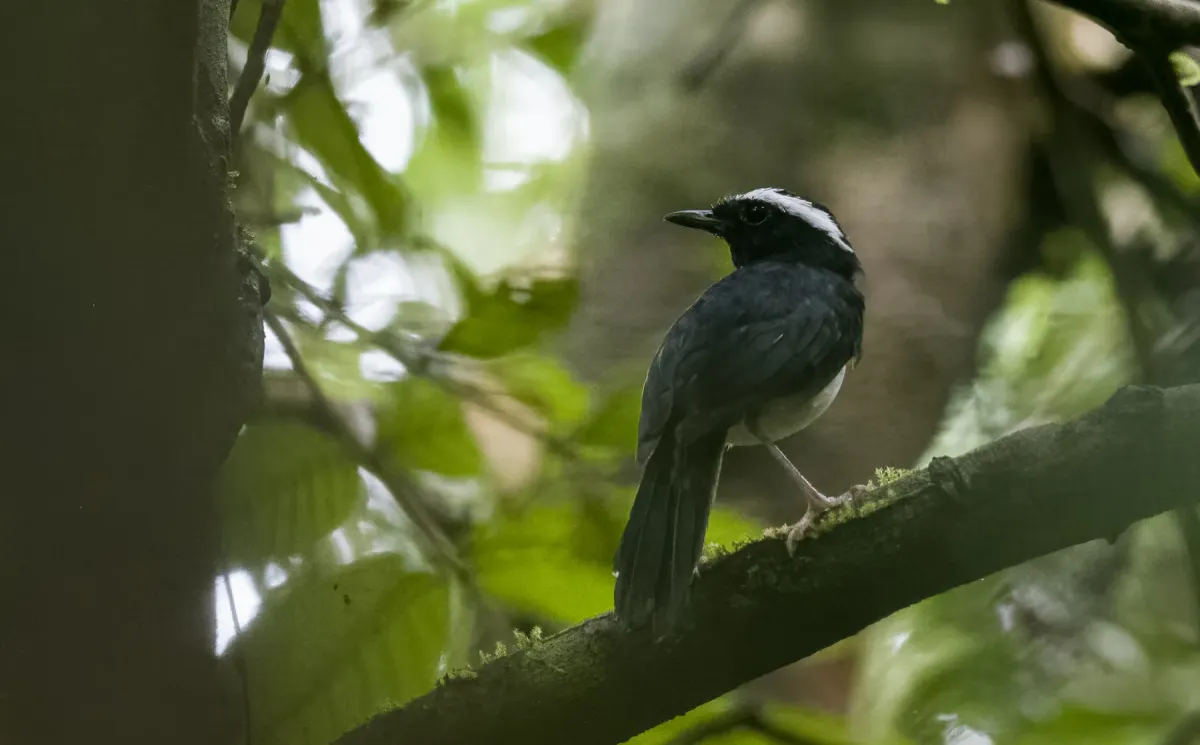 File:Copsychus superciliaris - Forest Botial-Jarvis - 236188030.jpeg