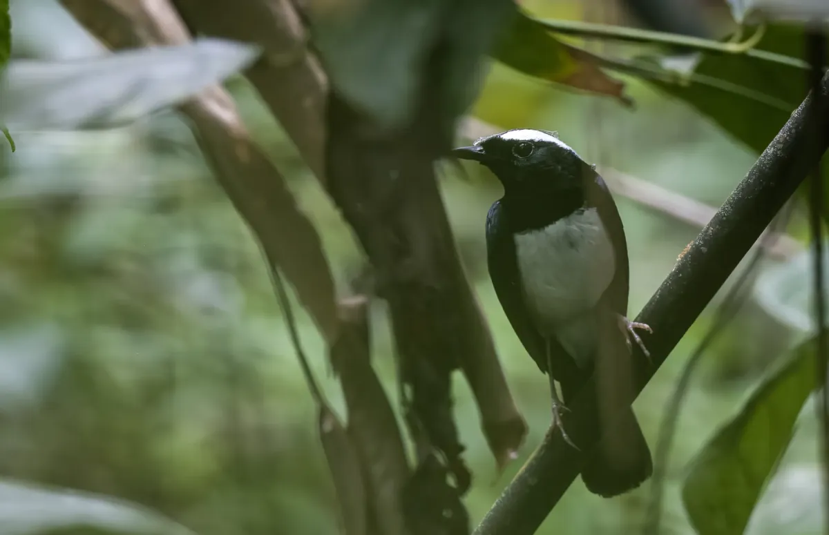 File:Copsychus superciliaris - Forest Botial-Jarvis - 209134589.jpeg