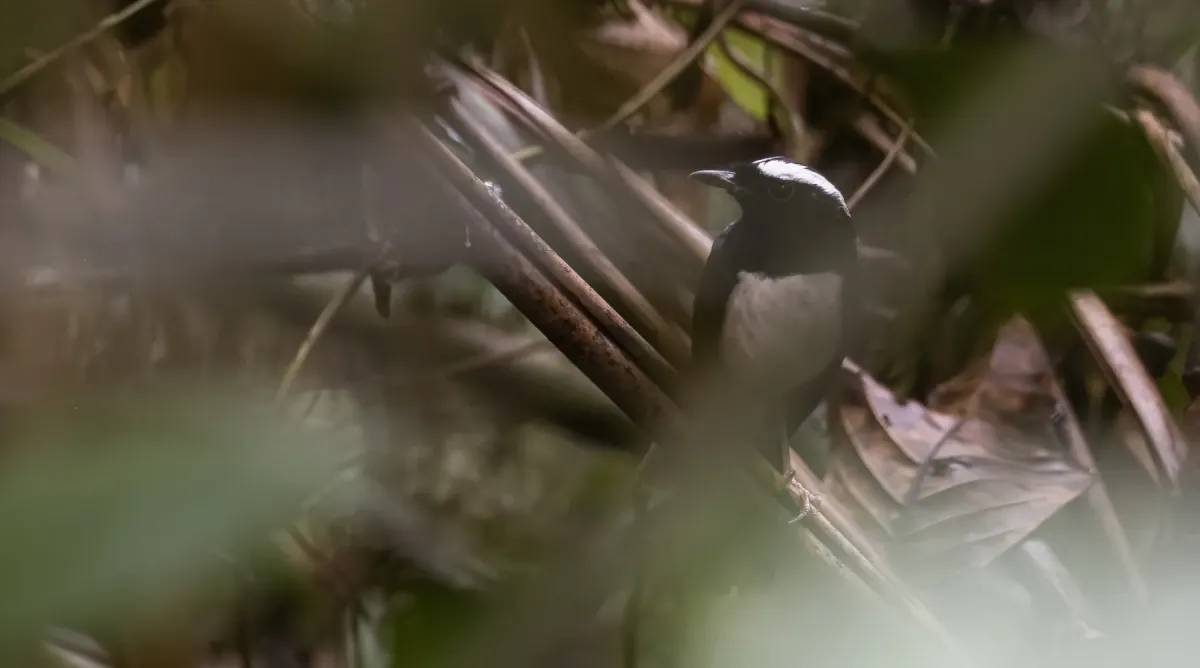 File:Copsychus superciliaris - Forest Botial-Jarvis - 209133724.jpeg