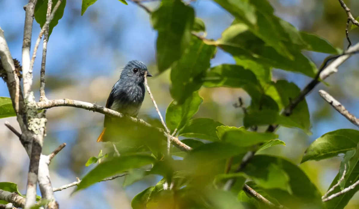 File:Rhipidura albiventris - Forest Botial-Jarvis - 209135388.jpeg