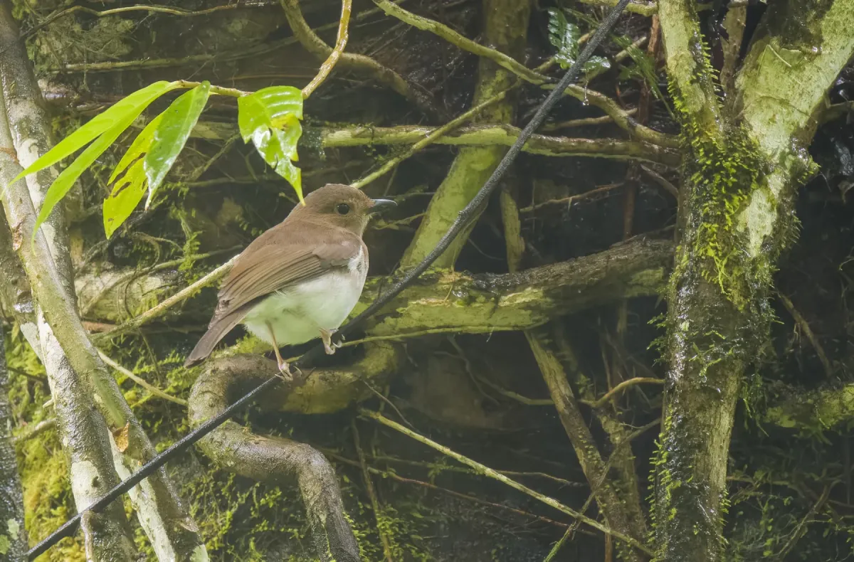 File:Pachycephala homeyeri - Forest Botial-Jarvis - 264807744.jpeg