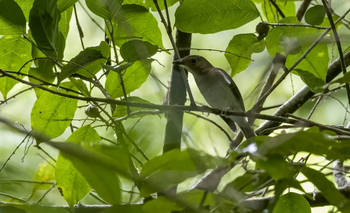 File:Pachycephala homeyeri - Forest Botial-Jarvis - 236187972.jpeg