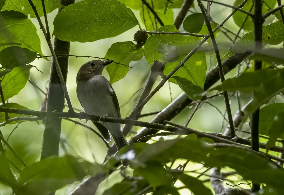 File:Pachycephala homeyeri - Forest Botial-Jarvis - 236187995.jpeg