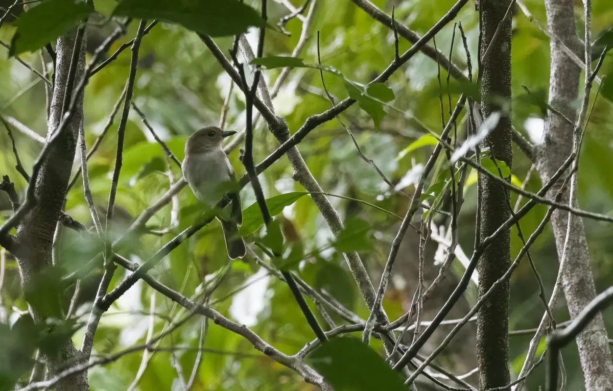 File:Pachycephala homeyeri - Forest Botial-Jarvis - 236183093.jpeg