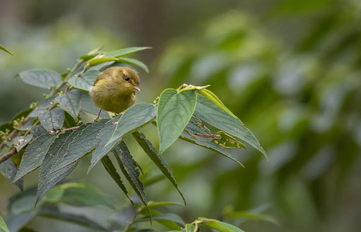File:Phylloscopus nigrorum - Forest Botial-Jarvis - 228536081.jpeg
