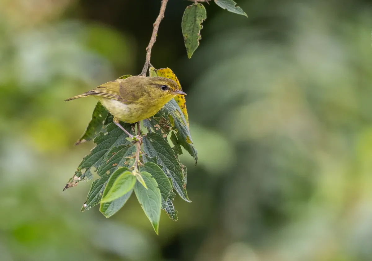 File:Phylloscopus nigrorum - Forest Botial-Jarvis - 228536184.jpeg