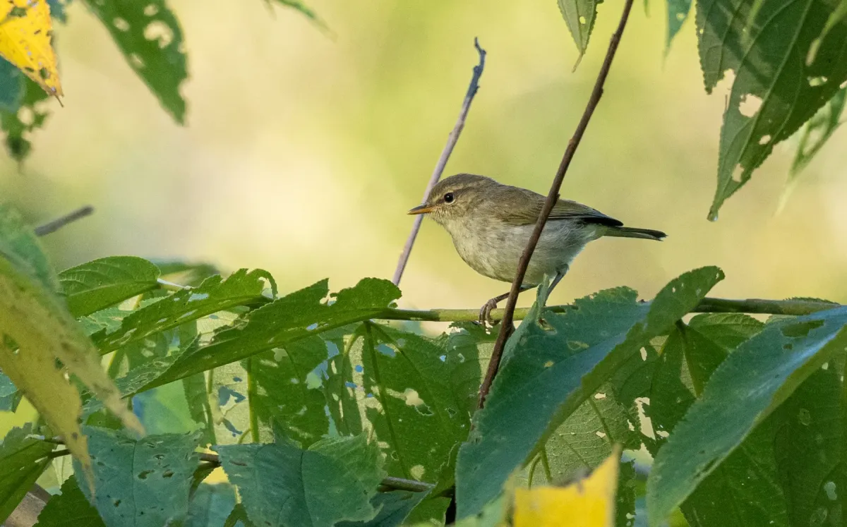 File:Phylloscopus nigrorum - Forest Botial-Jarvis - 232768709.jpeg