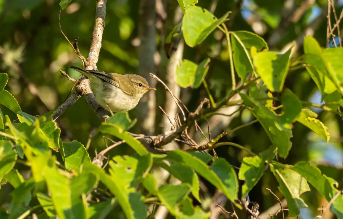 File:Phylloscopus nigrorum - Forest Botial-Jarvis - 232769009.jpeg