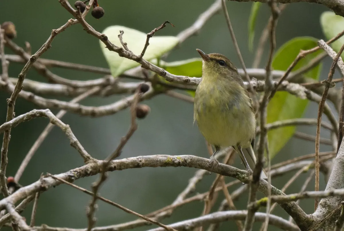 File:Phylloscopus nigrorum - Forest Botial-Jarvis - 267295563.jpeg